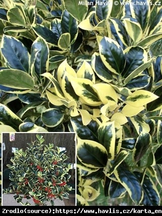 Ostrokrzew kolczasty Silver van Tol - super żywopłot do półcienia i cienia, ŻEŃSKA - Ilex aquifolium Silver van Tol