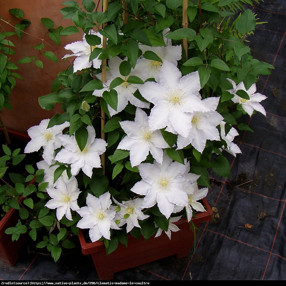 Powojnik Madame Le Coultre - CZYSTA BIEL, DUŻY KWIAT, idealny na pergole - Clematis Madame Le Coultre