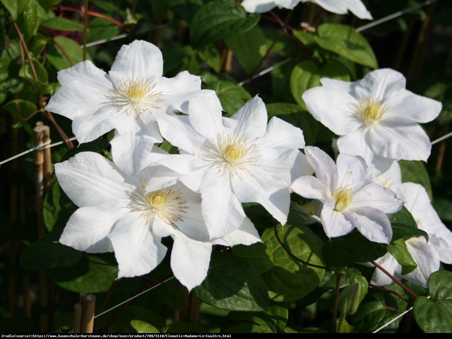 Powojnik Madame Le Coultre - CZYSTA BIEL, DUŻY KWIAT, idealny na pergole - Clematis Madame Le Coultre