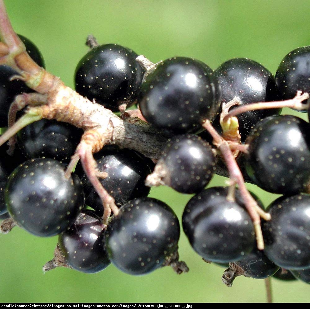 Porzeczka czarna - Ribes nigrum