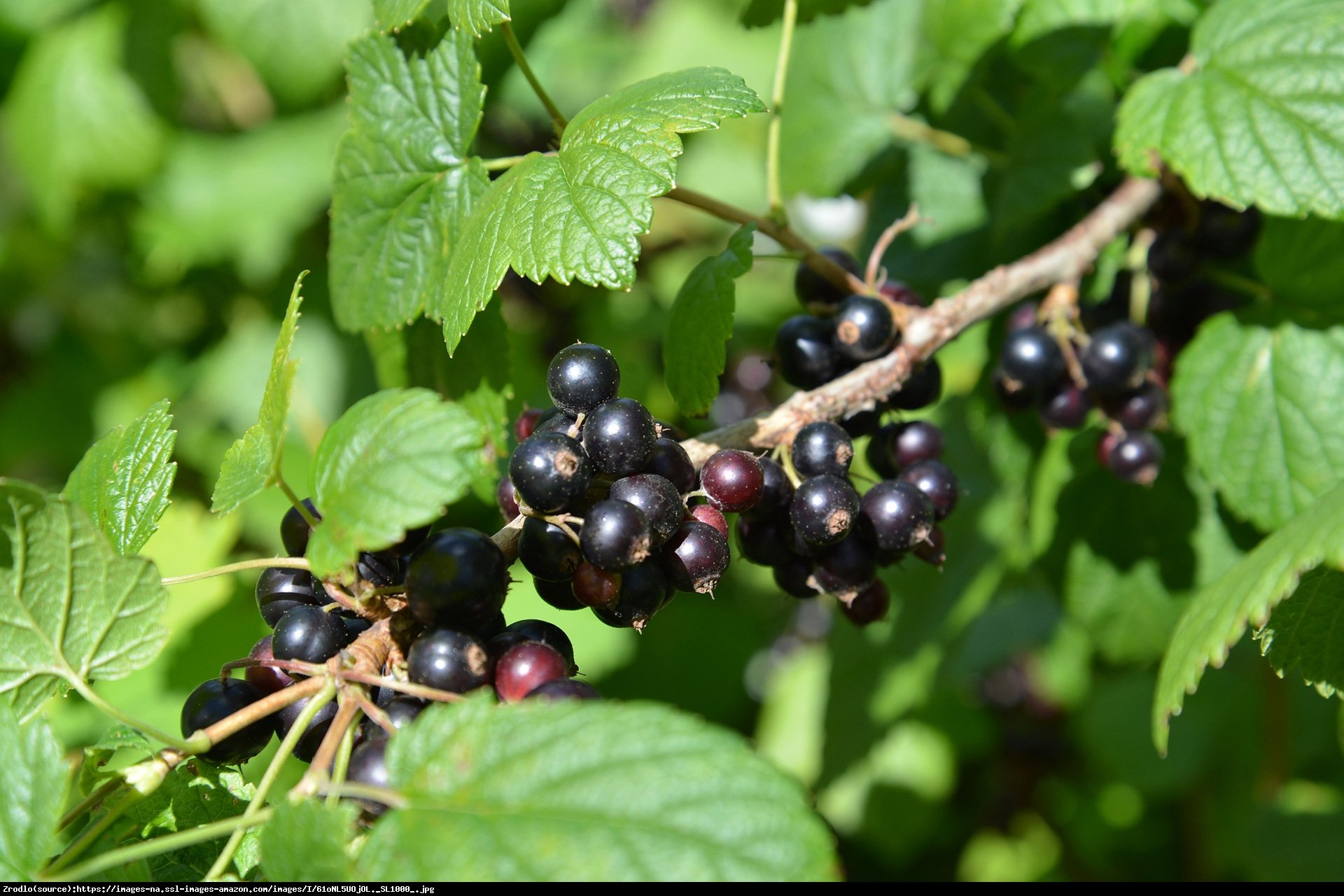 Porzeczka czarna - Ribes nigrum