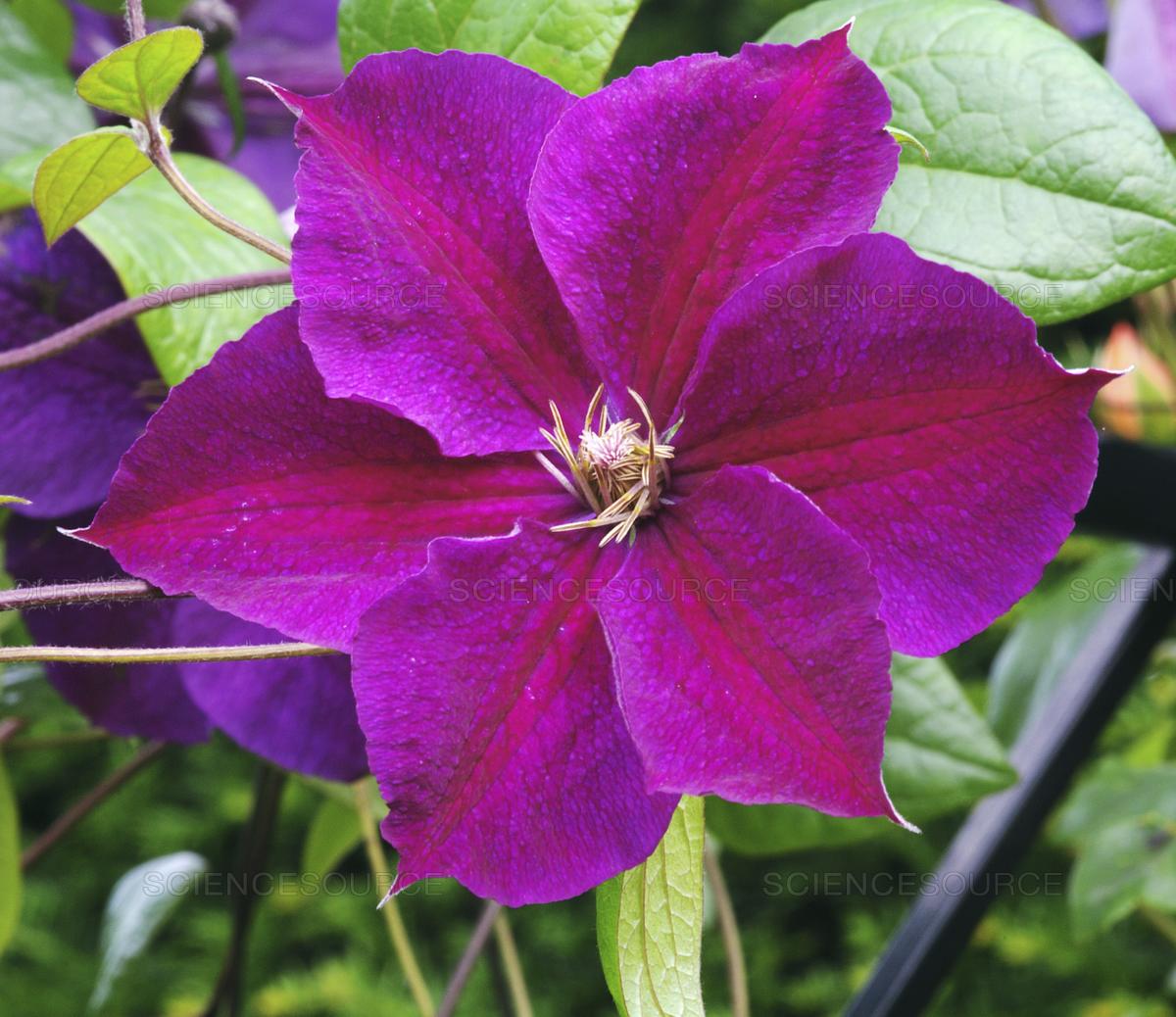 Powojnik Star of India - NIEZAWODNY, OBFICIE KWITNIE - Clematis Star of India