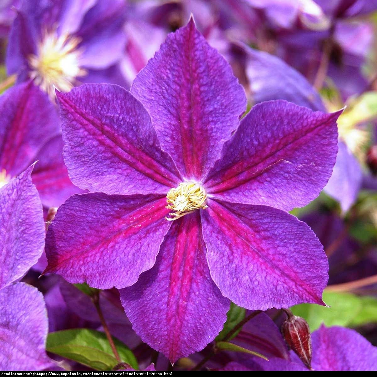 Powojnik Star of India - NIEZAWODNY, OBFICIE KWITNIE - Clematis Star of India