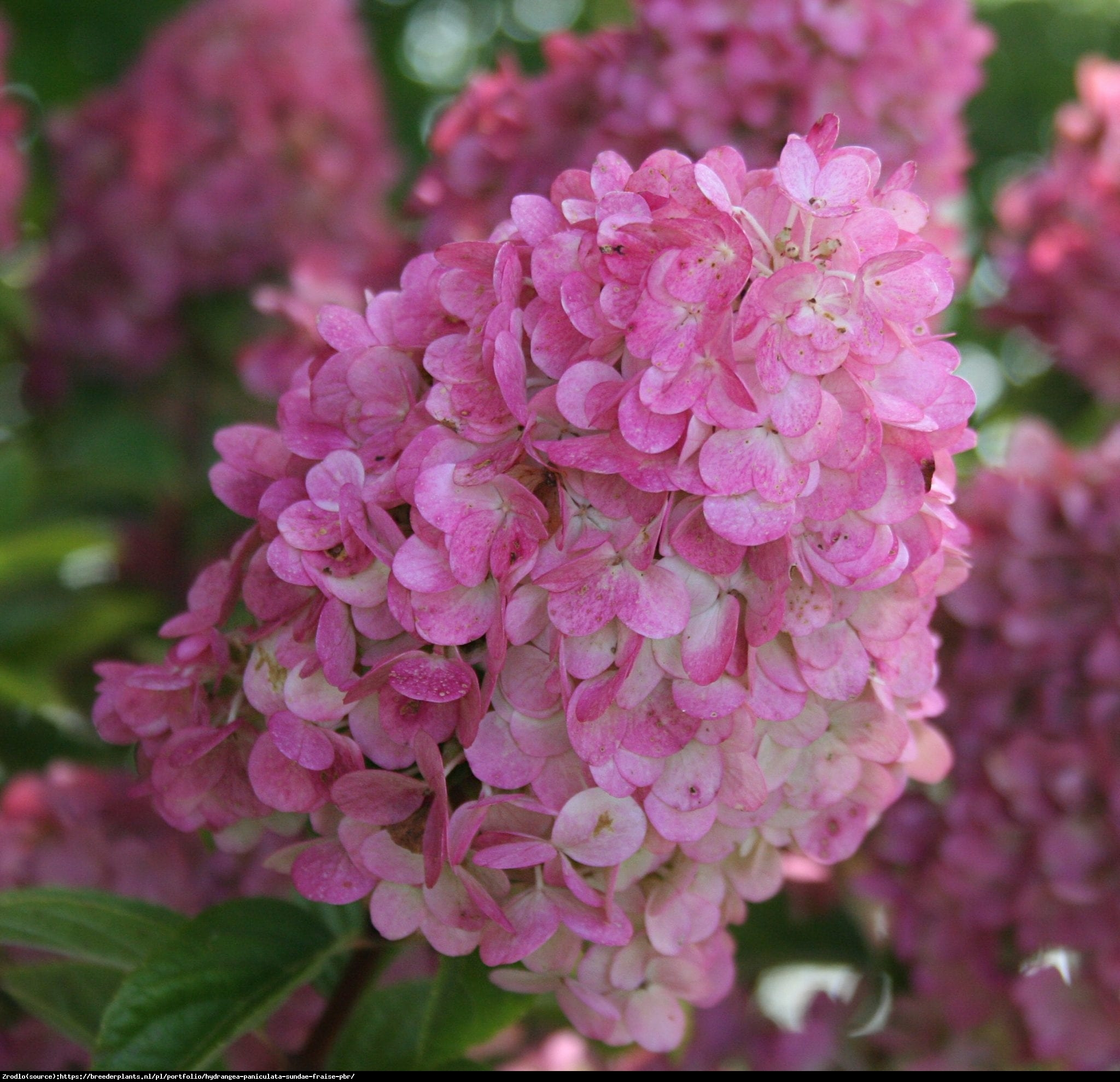 Hortensja bukietowa SUNDAE FRAISE- miniaturowa księżniczka - Hydrangea paniculata Sunday Fraise