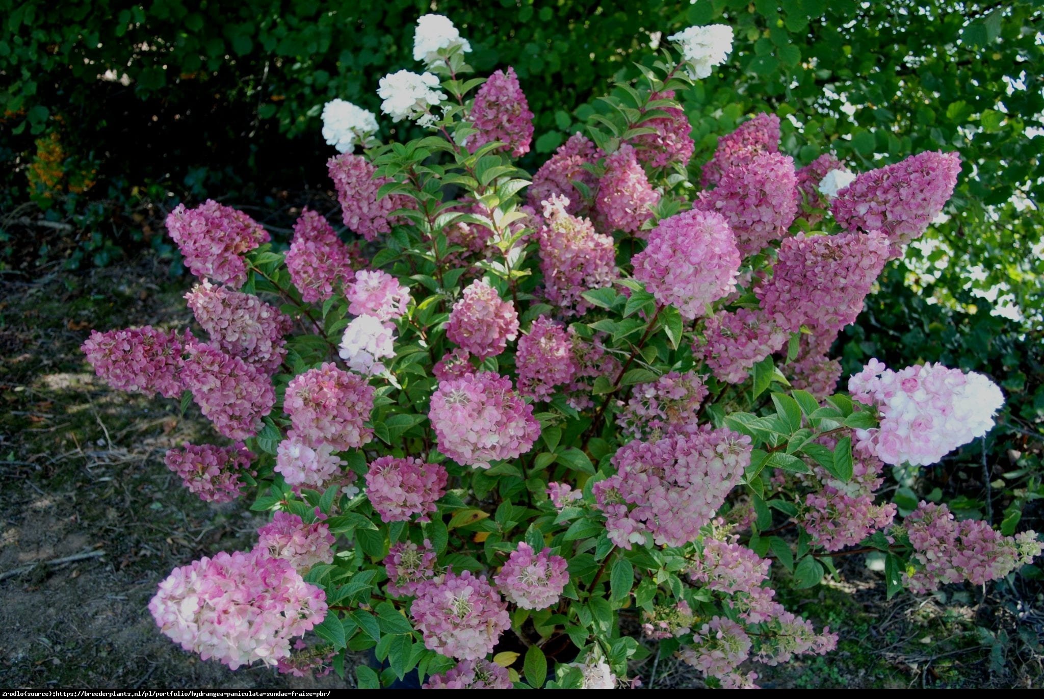 Hortensja bukietowa SUNDAE FRAISE- miniaturowa księżniczka - Hydrangea paniculata Sunday Fraise