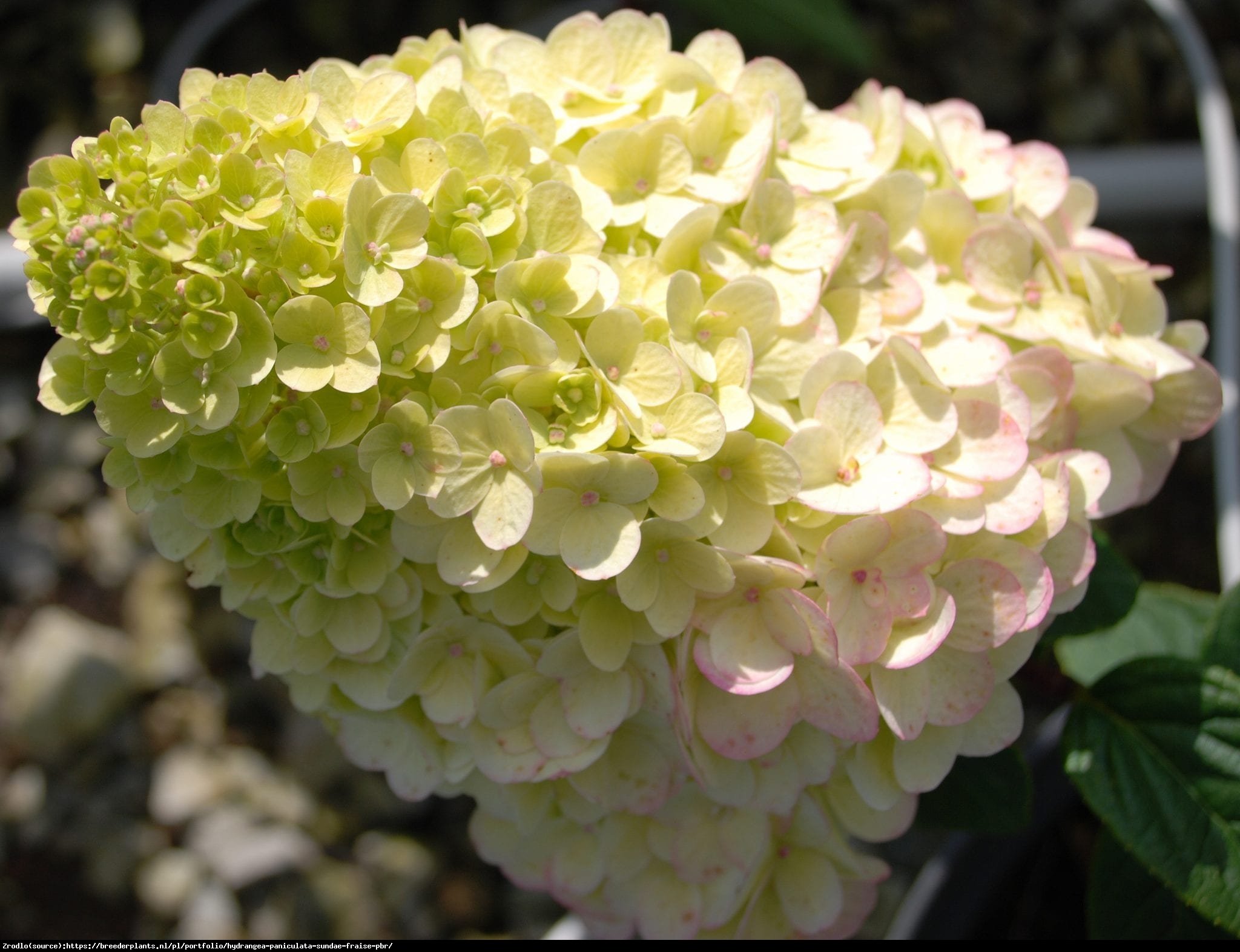 Hortensja bukietowa SUNDAE FRAISE- miniaturowa księżniczka - Hydrangea paniculata Sunday Fraise