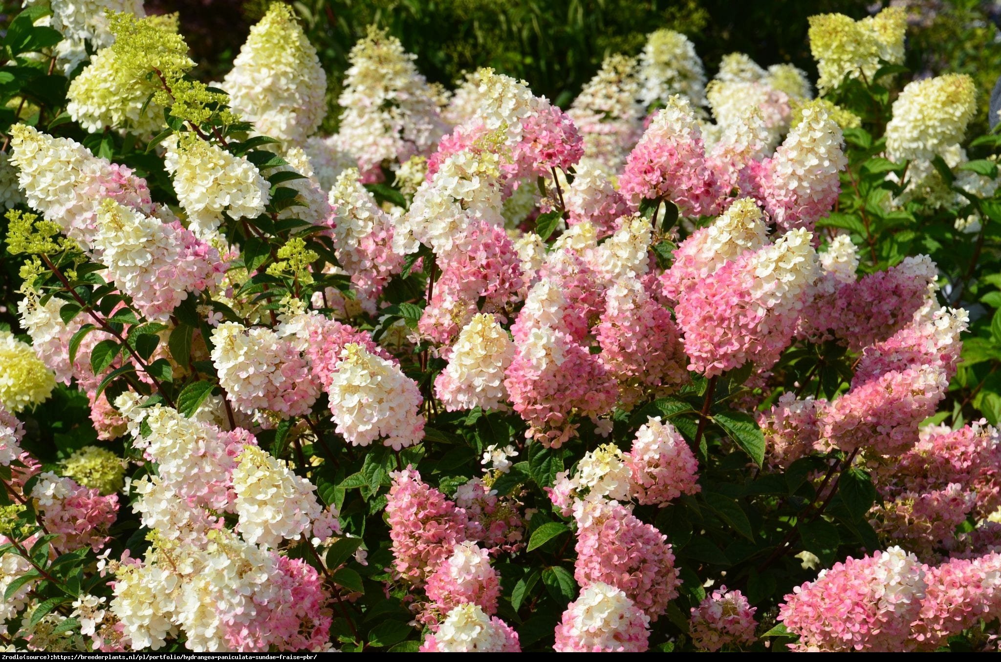 Hortensja bukietowa SUNDAE FRAISE- miniaturowa księżniczka - Hydrangea paniculata Sunday Fraise