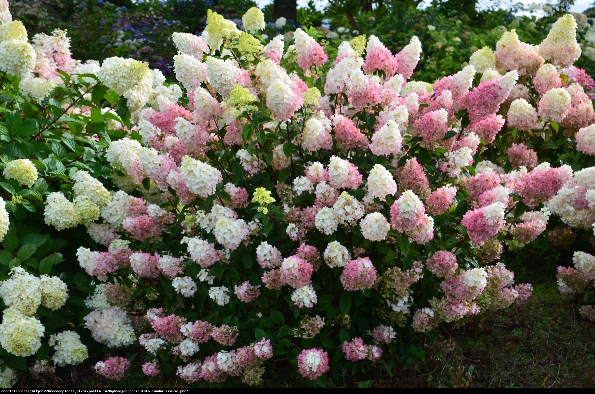 Hortensja bukietowa SUNDAE FRAISE- miniaturowa księżniczka - Hydrangea paniculata Sunday Fraise