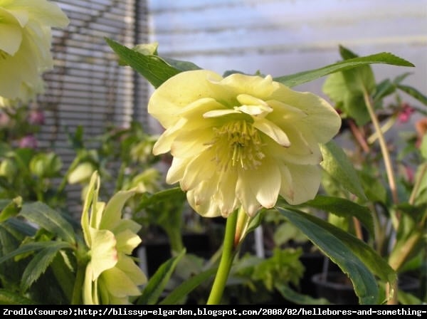 Ciemiernik wschodni King Double Creme - ŻÓŁTY, PEŁNY, UNIKAT!!! - Helleborus orientalis King Double Creme