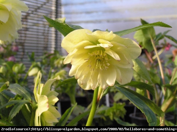 Ciemiernik wschodni King Double Creme - ŻÓŁTY, PEŁNY, UNIKAT!!! - Helleborus orientalis King Double Creme