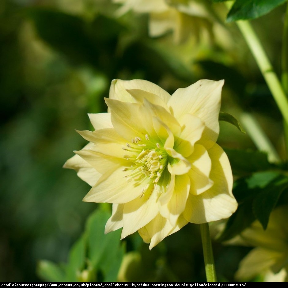 Ciemiernik wschodni King Double Creme - ŻÓŁTY, PEŁNY, UNIKAT!!! - Helleborus orientalis King Double Creme