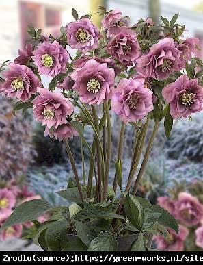 Ciemiernik wschodni King Double Pink - UNIKAT, PEŁNE KWIATY - Helleborus orientalis King Double Pink