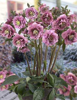 Ciemiernik wschodni King Double Pink - UNIKAT, PEŁNE KWIATY - Helleborus orientalis King Double Pink