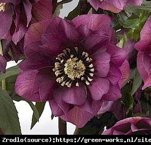 Ciemiernik wschodni King Double Red - UNIKAT, GŁĘBOKA CZERWIEŃ - Helleborus orientalis King Double Red