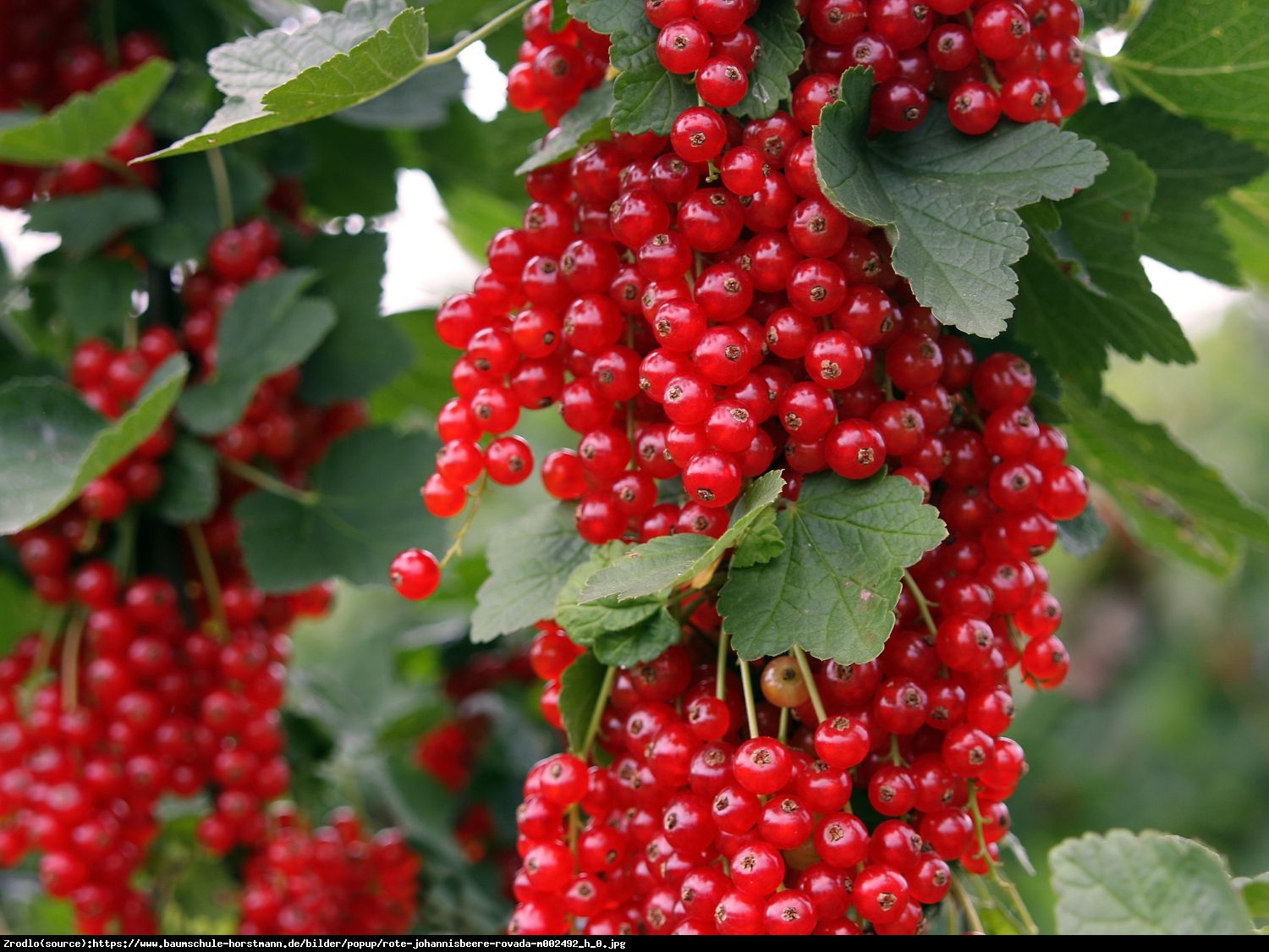 Porzeczka czerwona Rovada pienna - Ribes rubrum Rovada