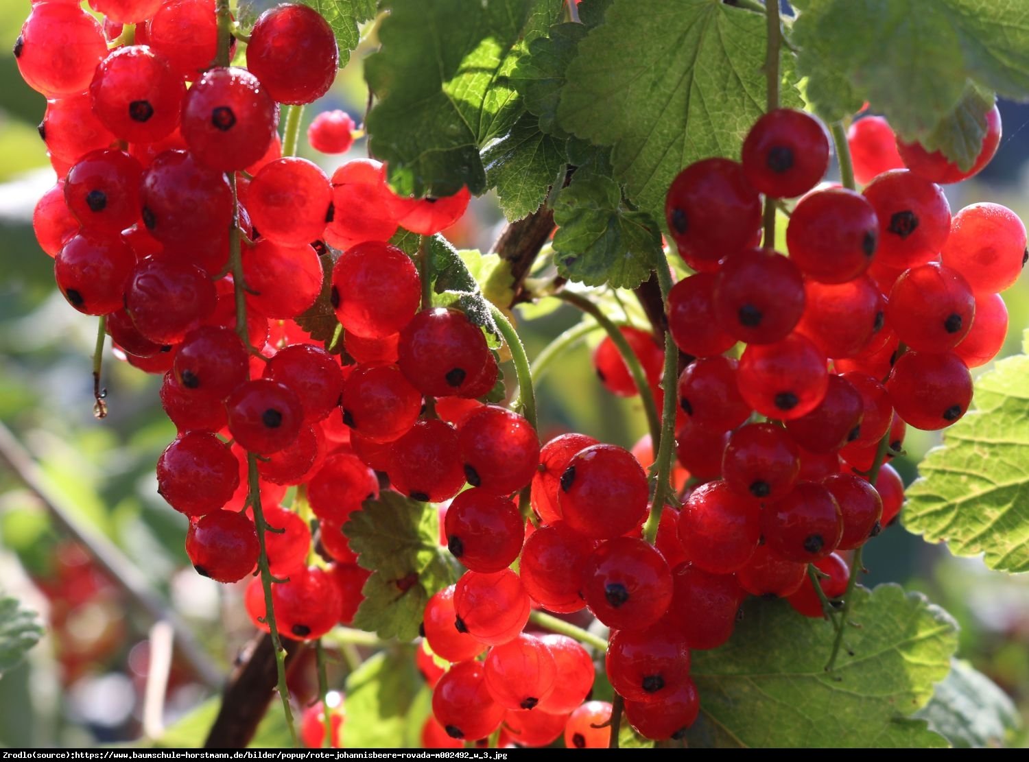 Porzeczka czerwona Rovada pienna - Ribes rubrum Rovada