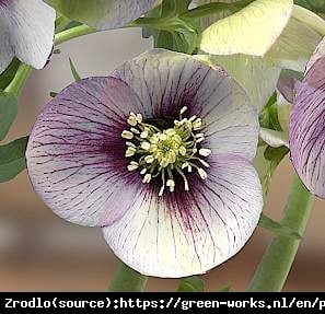 Ciemiernik wschodni King Picotte- UNIKAT, dwukolorowy - Helleborus orientalis King Picotte