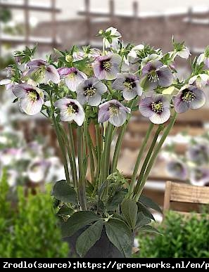 Ciemiernik wschodni King Picotte- UNIKAT, dwukolorowy - Helleborus orientalis King Picotte