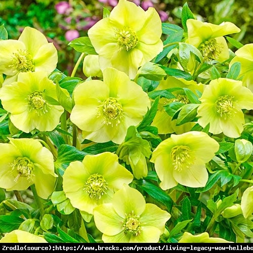 Ciemiernik wschodni King Yellow - ZŁOTY KRÓL - Helleborus orientalis King Yellow