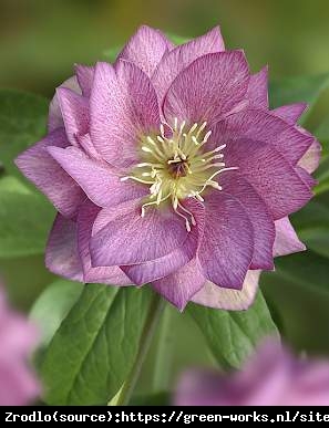 Ciemiernik wschodni Prince Double Pink - Rarytas, nakrapiany - Helleborus orientalis Prince Double Pink