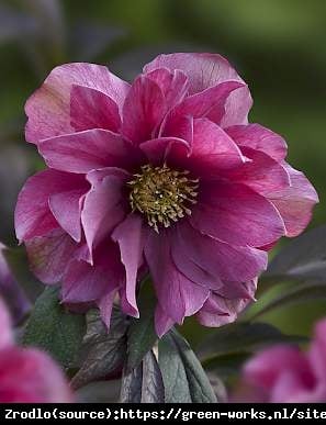 Ciemiernik wschodni Prince Double Red - Rarytas, pełny, czerwony - Helleborus orientalis Prince Double Red