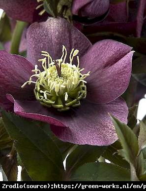 Ciemiernik wschodni Prince Red - Rarytas, najciemniejszy - Helleborus orientalis Prince Red