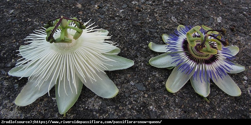 Męczennica Snow Queen - Duże kwiaty, CZYSTA BIEL - Passiflora Snow Queen