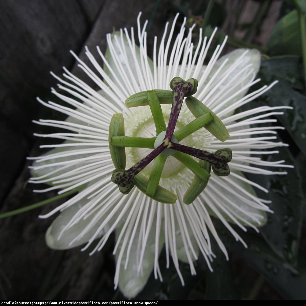 Męczennica Snow Queen - Duże kwiaty, CZYSTA BIEL - Passiflora Snow Queen