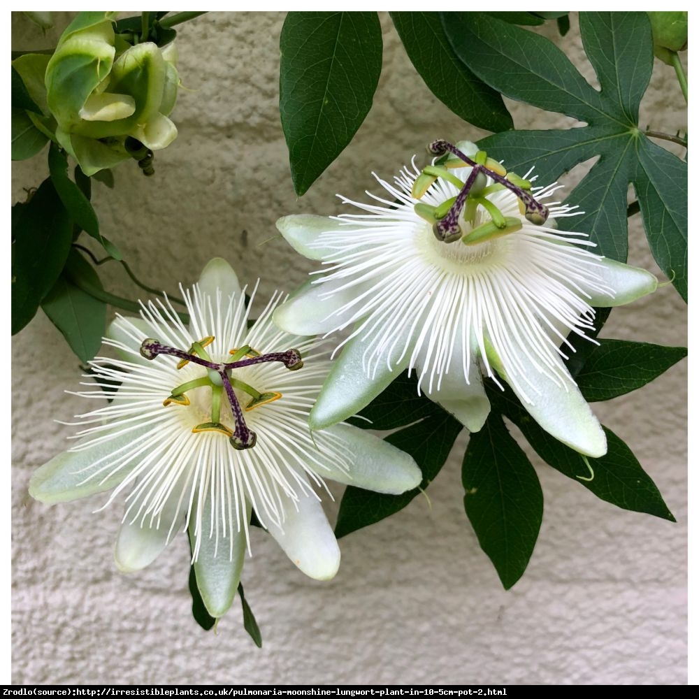 Męczennica Snow Queen - Duże kwiaty, CZYSTA BIEL - Passiflora Snow Queen