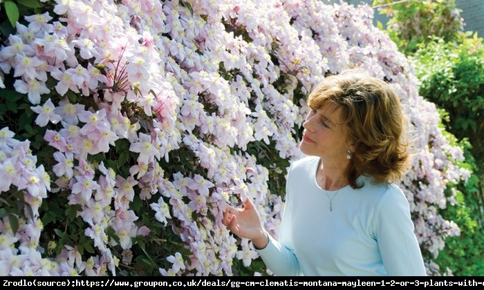 Powojnik górski Mayleen - ściana kwiatów, PACHNIE WANILIĄ - Clematis montana Mayleen