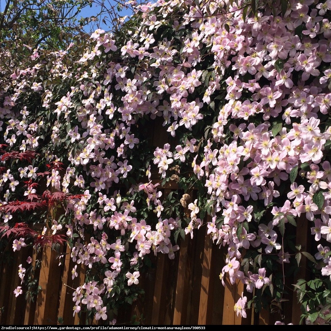 Powojnik górski Mayleen - ściana kwiatów, PACHNIE WANILIĄ - Clematis montana Mayleen