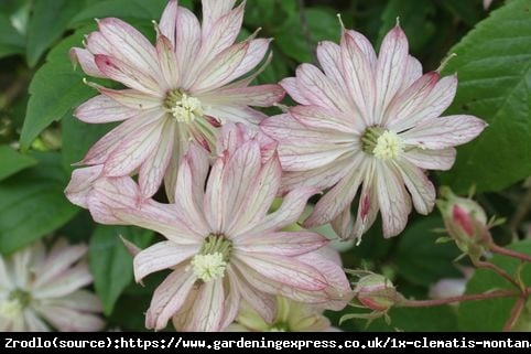 Powojnik górski Marjorie - łososiowe kwiaty, PACHNĄCY - Clematis górski Marjorie