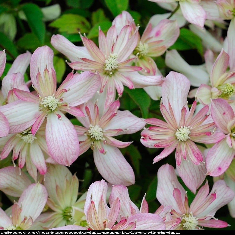 Powojnik górski Marjorie - łososiowe kwiaty, PACHNĄCY - Clematis górski Marjorie