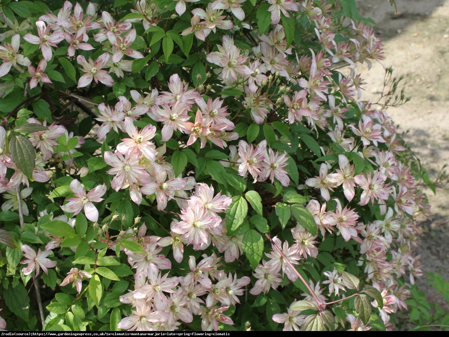 Powojnik górski Marjorie - łososiowe kwiaty, PACHNĄCY - Clematis górski Marjorie