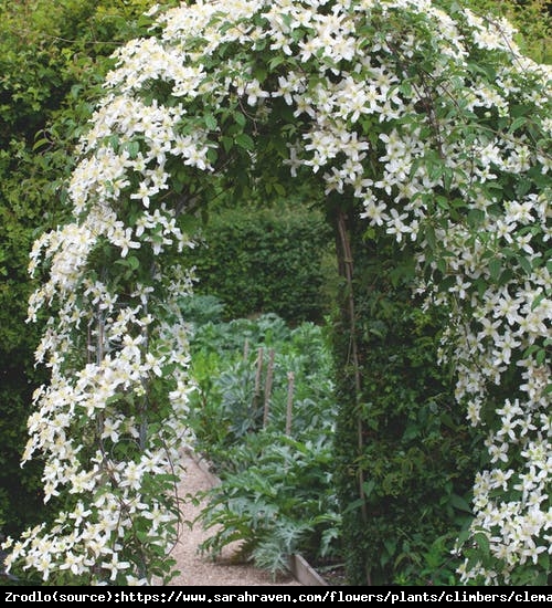 Powojnik górski odm. Wilsona - Czysta Biel, PACHNIE CZEKOLADĄ!!! - Clematis montana var.wilsonii