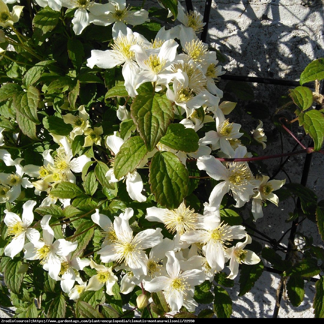 Powojnik górski odm. Wilsona - Czysta Biel, PACHNIE CZEKOLADĄ!!! - Clematis montana var.wilsonii