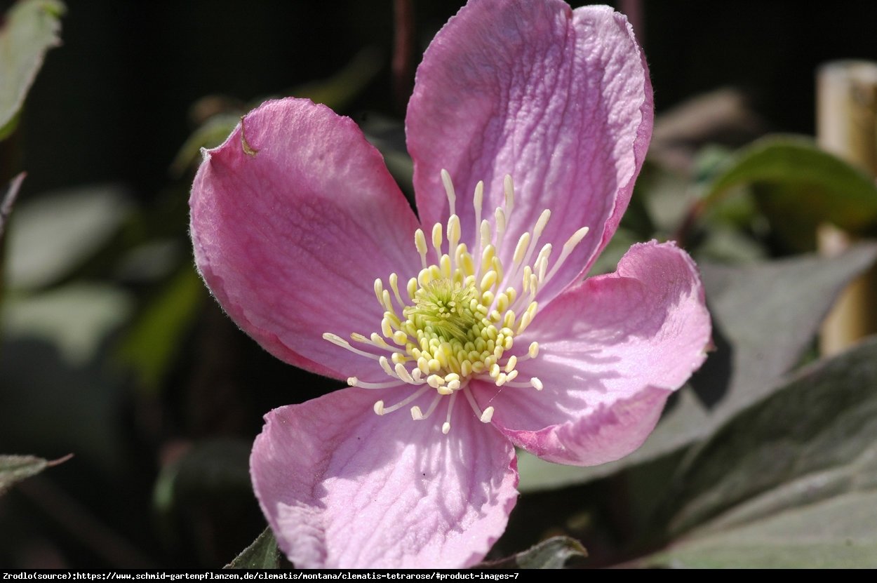 Powojnik górski Tetrarose - DUŻE KWIATY, intensywne kwitnienie - Clematis montana Tetrarose