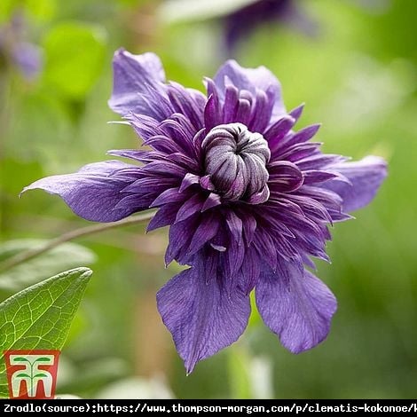 Powojnik Kokonoe - Unikatowy kształt, PEŁNY - Clematis Kokonoe