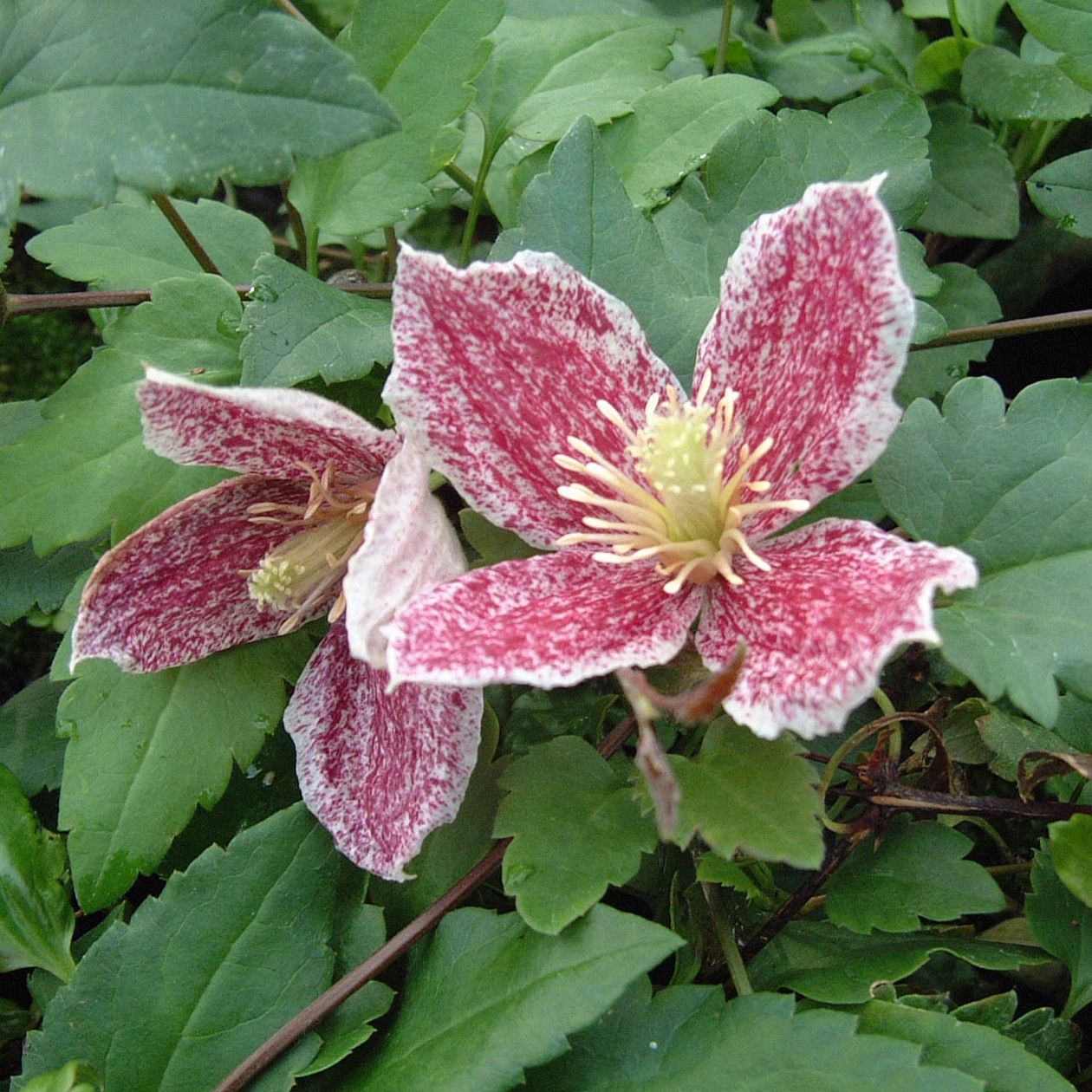 Powojnik wąsaty Freckles - RARYTAS, EGZOTYCZNE PNĄCZE - Clematis cirrhosa Freckles