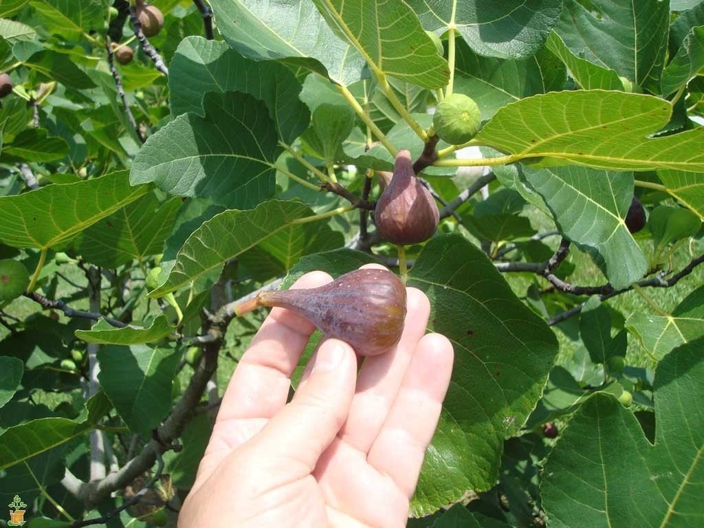 Figowiec Brown Turkey - OBFICIE OWOCUJE, najwytrzymalszy, DUŻY EGZEMPLARZ - Ficus carica Brown Turkey