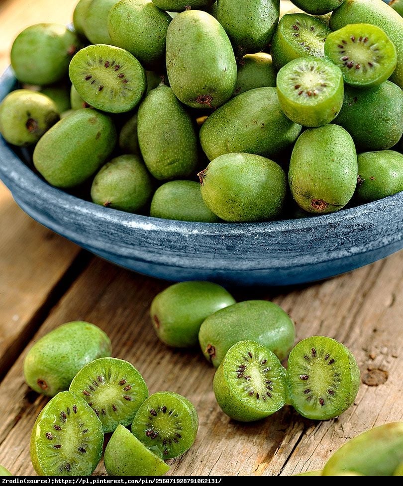 Kiwi mini Issai - Aktinidia issai