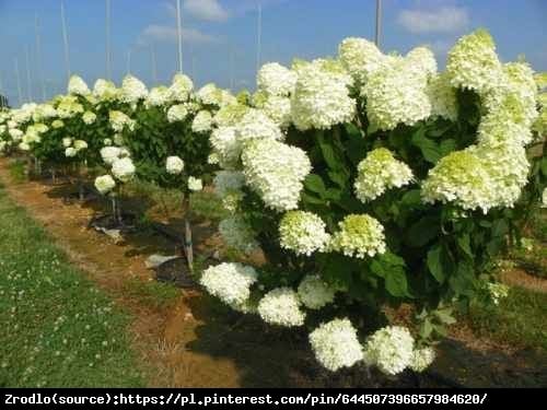 Hortensja bukietowa Polar Bear- REWELACYJNA, czysta biel - NA PNIU!!! - Hydrangea paniculata Polar Bear