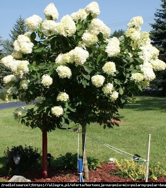 Hortensja bukietowa Polar Bear- REWELACYJNA, czysta biel - NA PNIU!!! - Hydrangea paniculata Polar Bear