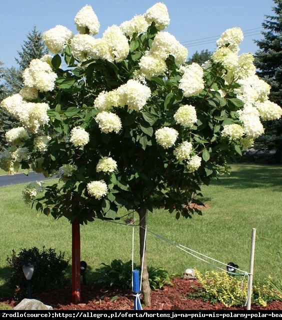 Hortensja bukietowa Limelight - limonkowa piękność NA PNIU!!! - Hydrangea paniculata Limelight