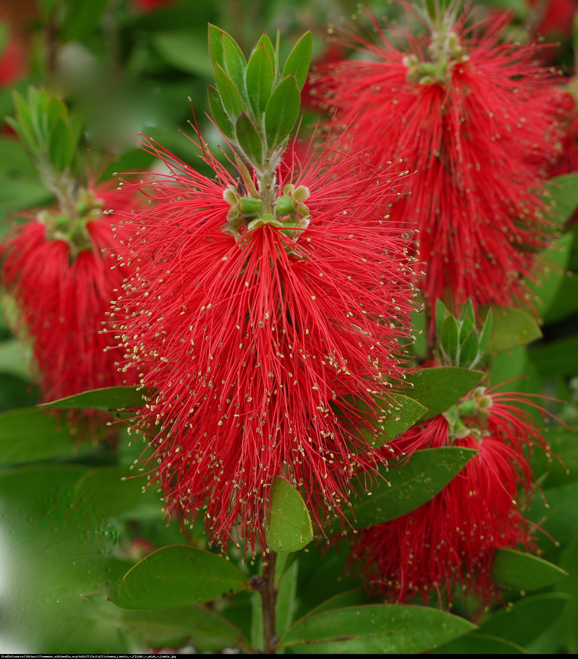 Kuflik Leavis   - Callistemon Leavis  