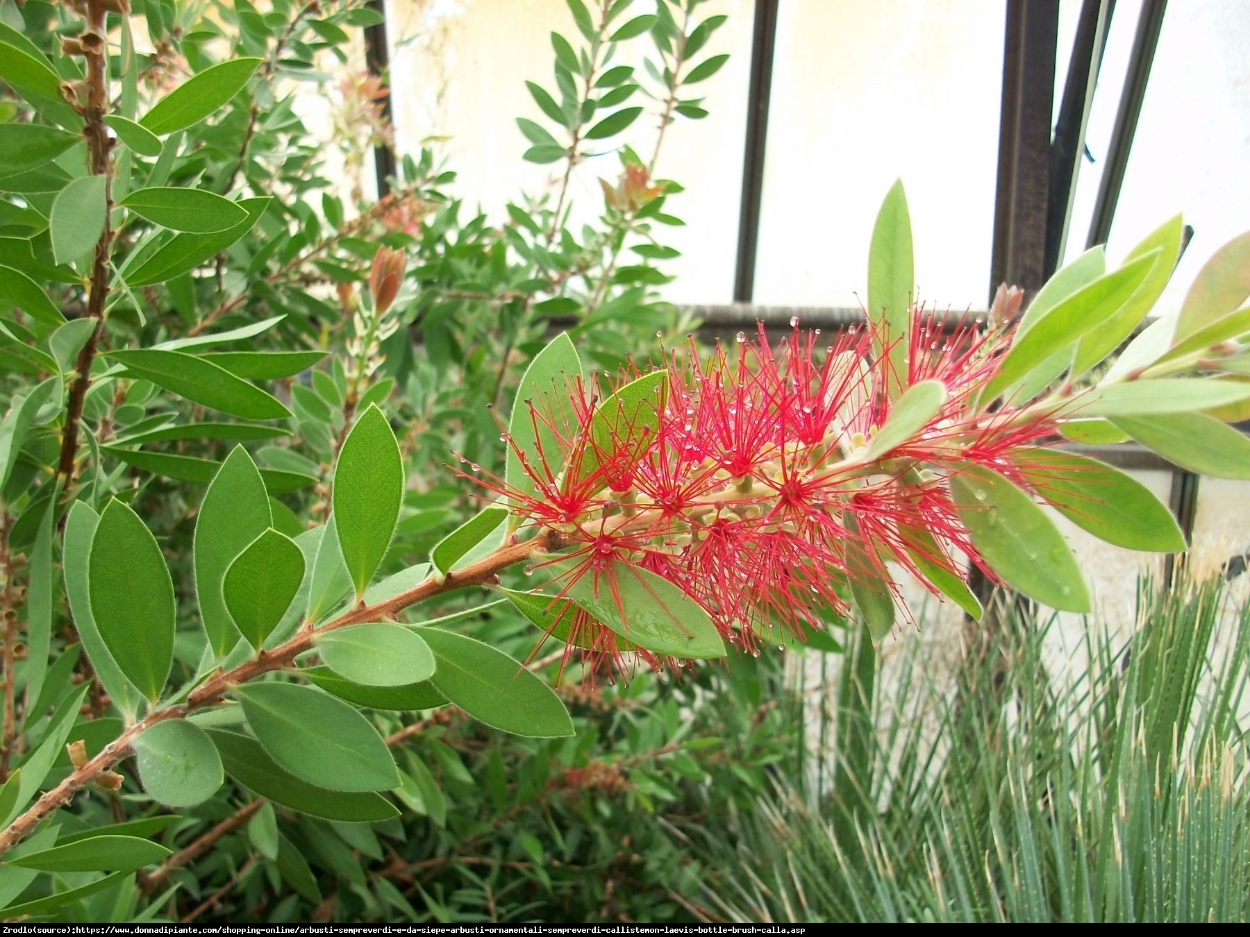 Kuflik Leavis   - Callistemon Leavis  