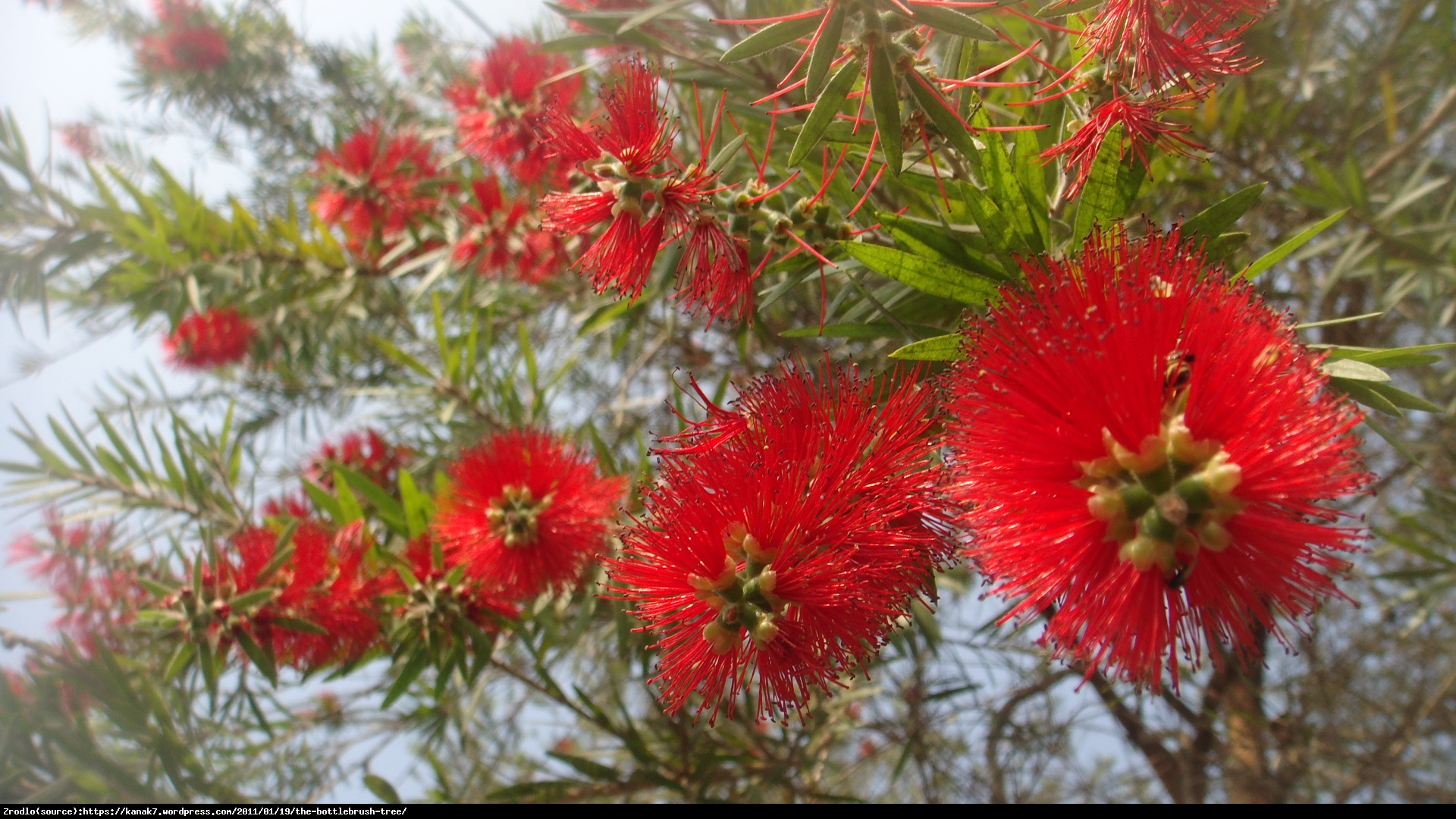 Kuflik Leavis   - Callistemon Leavis  