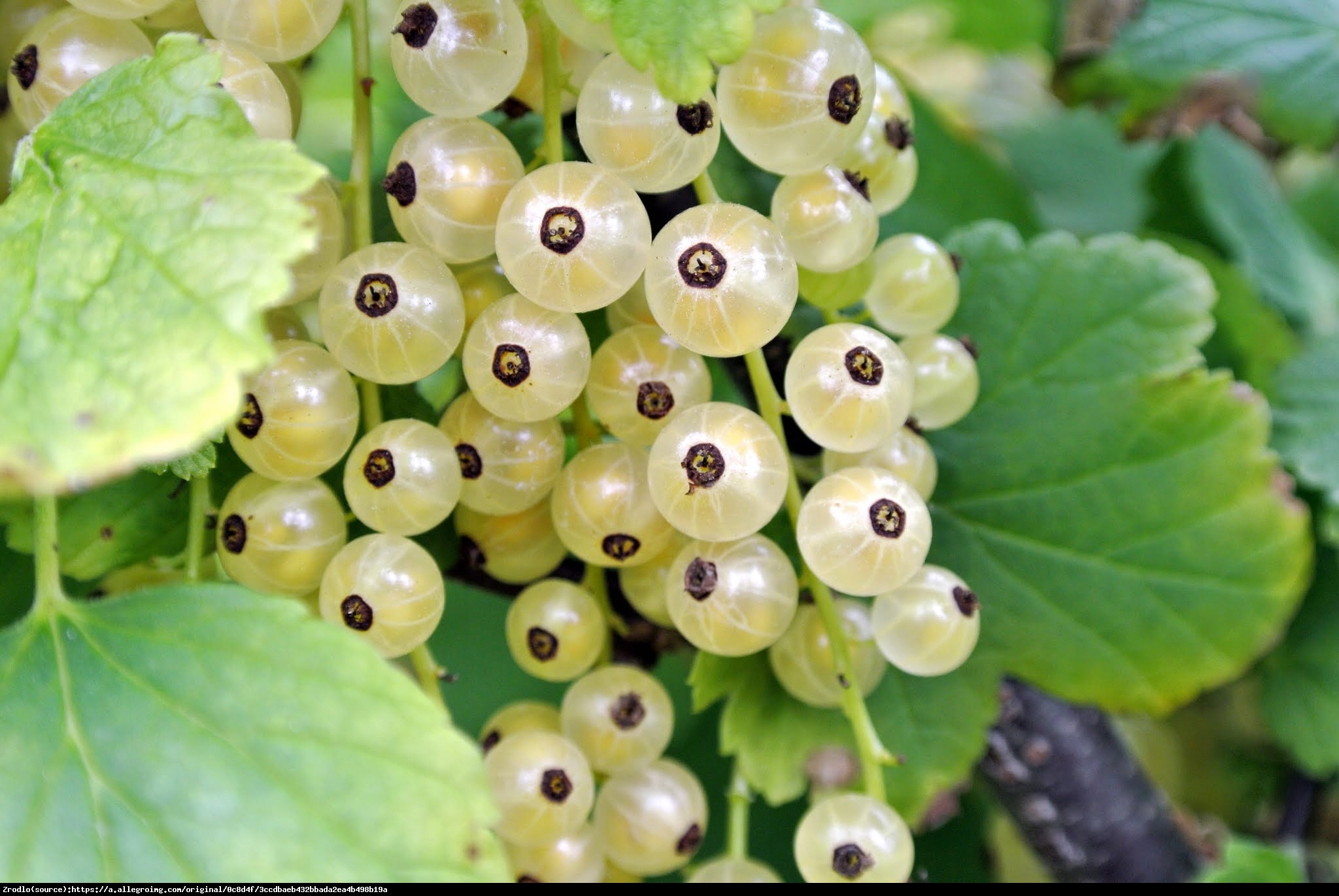 Porzeczka biała - Ribes niveum