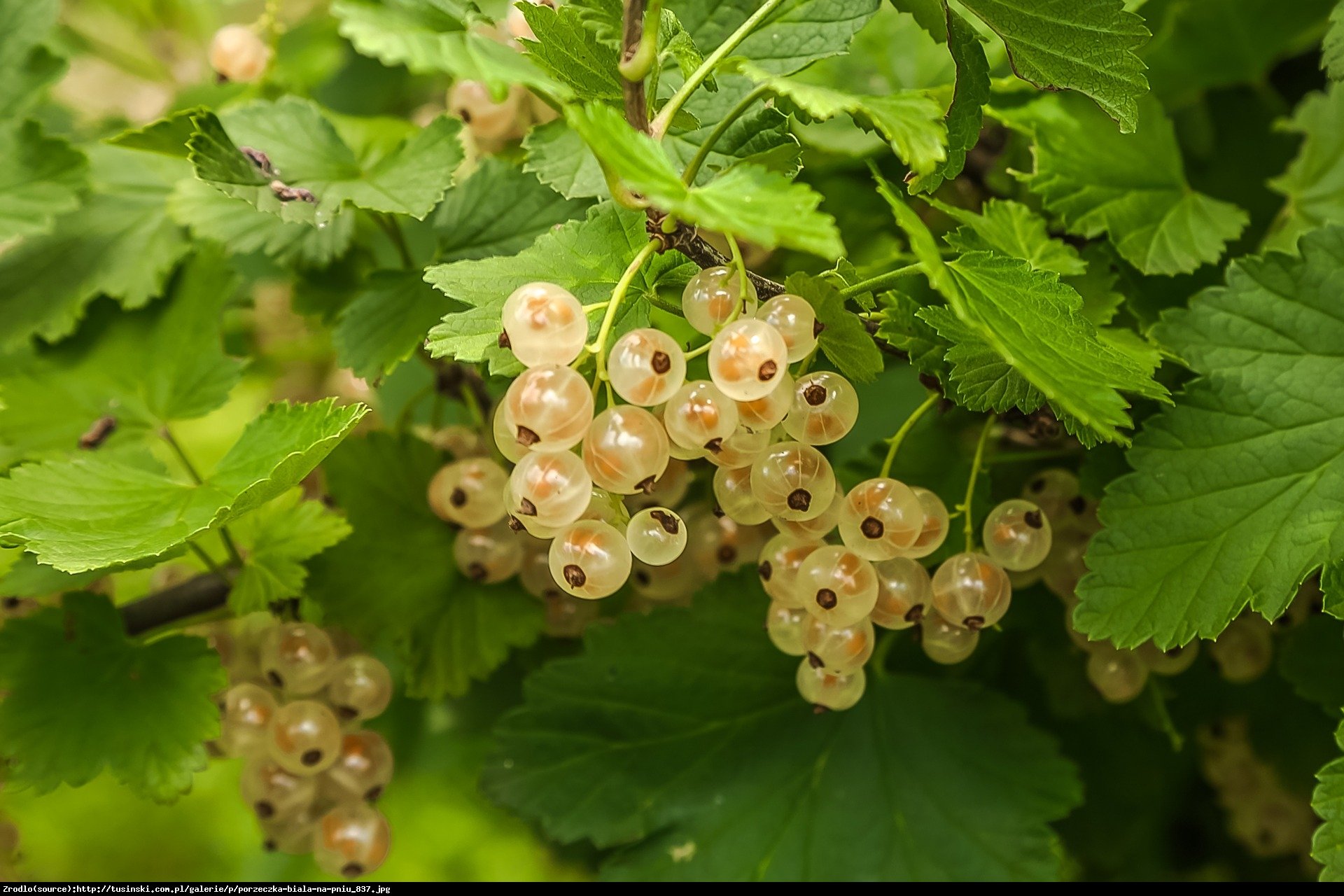 Porzeczka biała - Ribes niveum