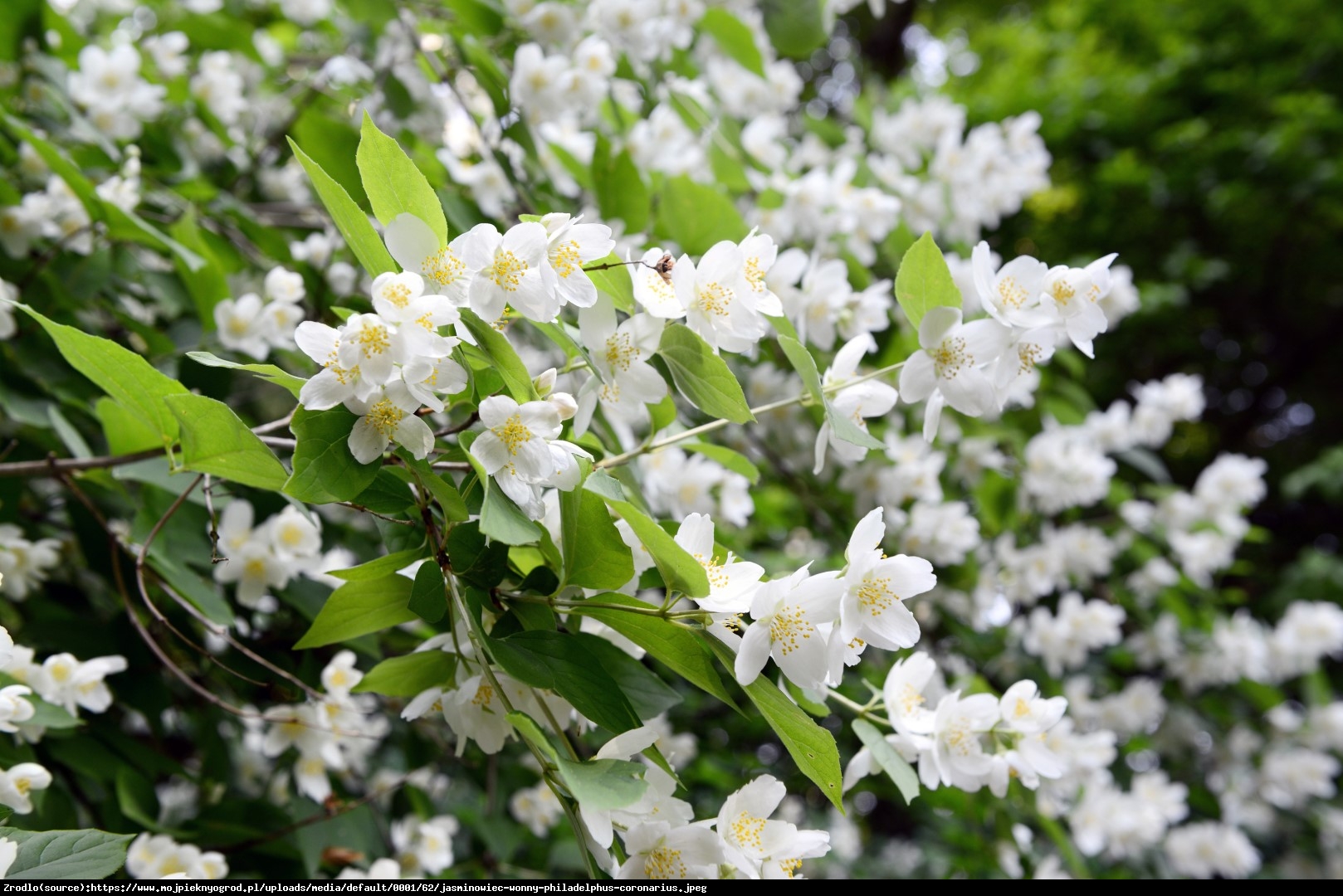 Jaśminowiec Biały Karzeł - Philadelphus Biały Karzeł 